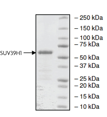 SUV39H1 protein Coomassie gel
