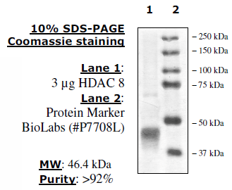 HDAC8 protein Coomassie gel