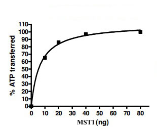MST1 activity assay