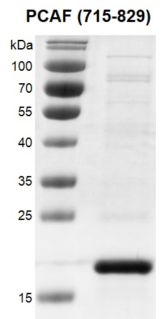 Recombinant KAT2B / PCAF (715-829) protein gel.
