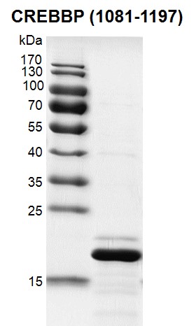 CREBBP (1081-1197) Coomassie gel