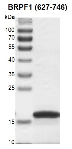 BRPF1 (627-746) Coomassie gel