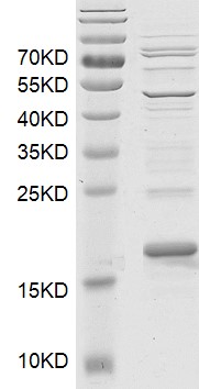 BRD3 (306-416) Coomassie gel