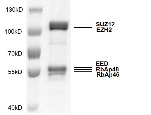PRC2 complex Coomassie gel