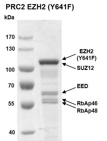 Recombinant PRC2 EZH2 (Y641F) complex protein gel.