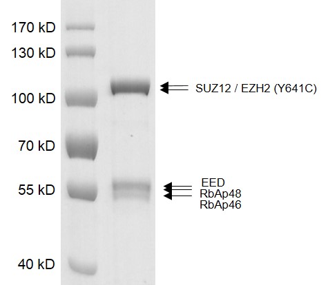 PRC2 EZH2 (Y641C) complex Coomassie gel