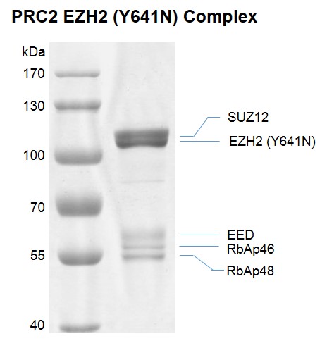PRC2 EZH2 (Y641N) complex Coomassie gel