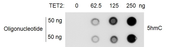Recombinant TET2 protein activity assay
