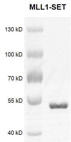 Recombinant KMT2A (MLL1)-SET Coomassie gel