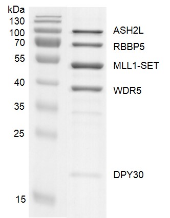 Recombinant KMT2A (MLL1)-SET binding assay