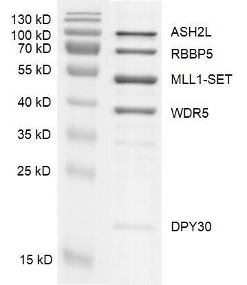 Recombinant KMT2A (MLL1) complex Coomassie gel