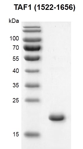 Recombinant TAF1 (1522-1656) protein gel.
