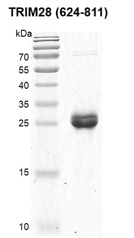 TRIM28 (624-811) Coomassie gel