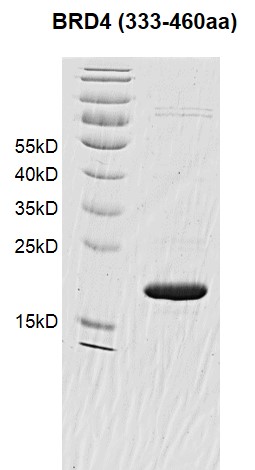 BRD4 (333-460) Coomassie gel