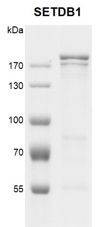 Recombinant SETDB1 protein gel