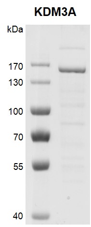 JMJD1A / KDM3A Coomassie gel