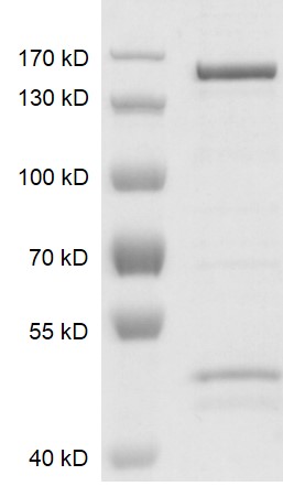JMJD2C / KDM4C Coomassie gel