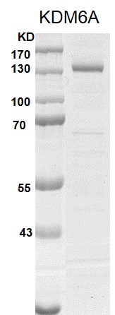 UTX / KDM6A Coomassie gel