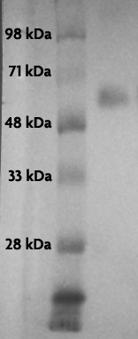 Recombinant p53 protein tested by Western blot.