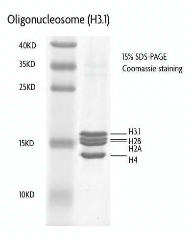 Recombinant Polynucleosomes (H3.1) protein gel.