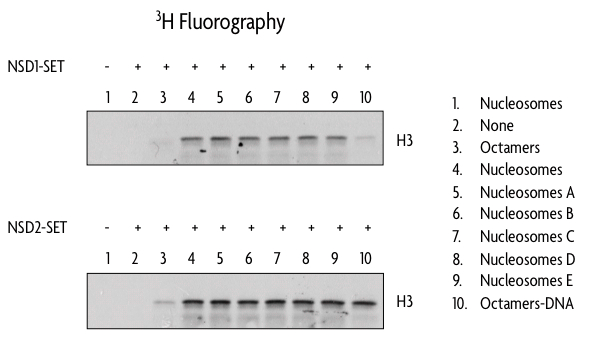 Histone methyltransferase activity assay comparing recombinant polynucleosomes and histone octamers as substrates.