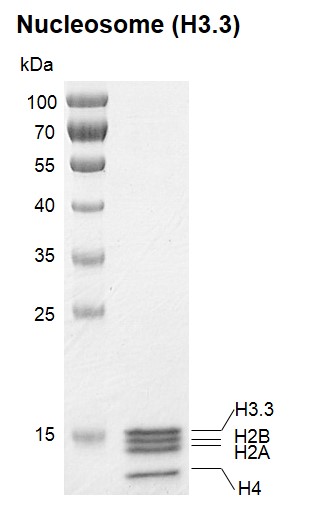 Recombinant Polynucleosomes (H3.3) protein gel.