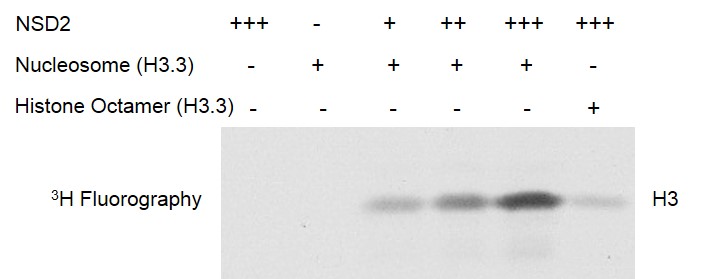 Recombinant Polynucleosomes (H3.3) HMT activity assay