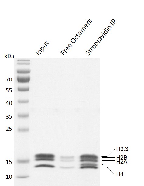 Recombinant Mononucleosomes (H3.3) - biotinylated Coomassie stained gel.