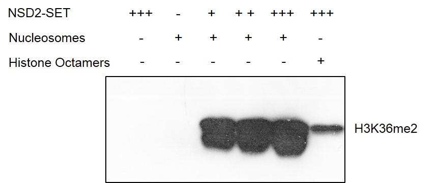 Recombinant Mononucleosomes (H3.3) - biotinylated activity.