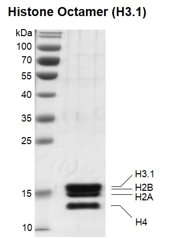 Recombinant Histone Octamer (H3.1) protein gel.