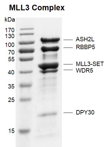 Recombinant KMT2C (MLL3) complex Coomassie gel