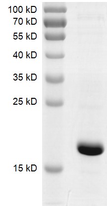 Recombinant BRPF3 (576-701) protein