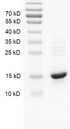 Recombinant Histone H2A protein gel.
