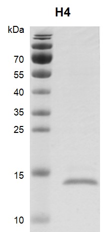 Recombinant Histone H4, His-Tag Coomassie gel