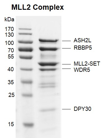 Recombinant KMT2D (MLL2) complex Coomassie gel
