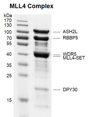 Recombinant KMT2B (MLL4) complex Coomassie gel