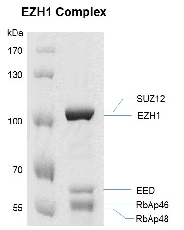 EZH1 complex Coomassie gel
