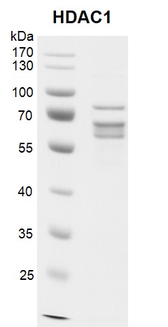 Recombinant HDAC1 protein gel.