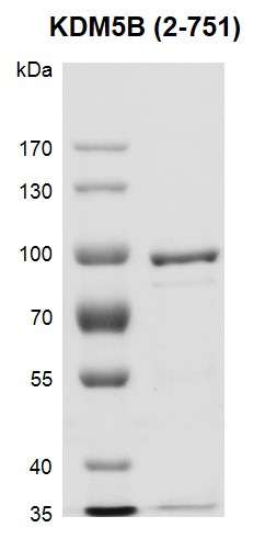 Recombinant JARID1B / KDM5B (2-751) SDS-PAGE Gel