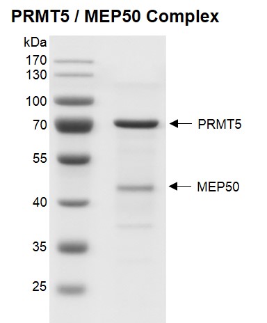 Recombinant PRMT5 / MEP50 complex - protein gel.