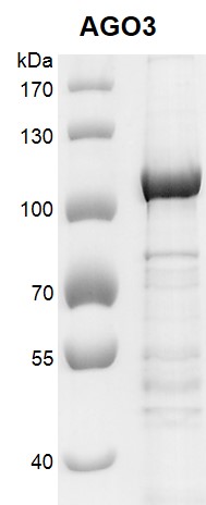 Recombinant AGO3 protein gel.