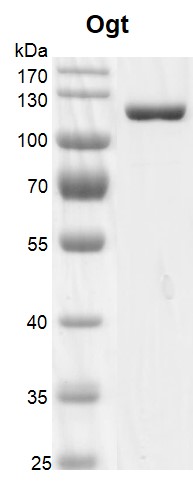 Recombinant OGT protein gel.