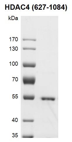 Recombinant HDAC4 (627-1084) protein gel.