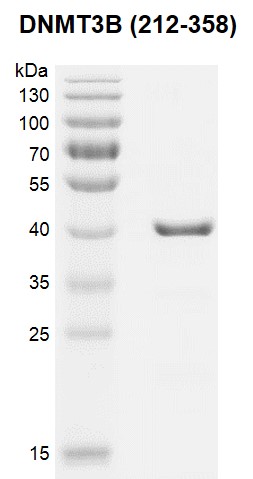 Recombinant DNMT3B (212-358) gel.