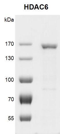Recombinant HDAC6 protein gel.