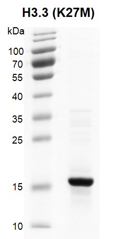 Recombinant Histone H3.3 (K27M) gel.