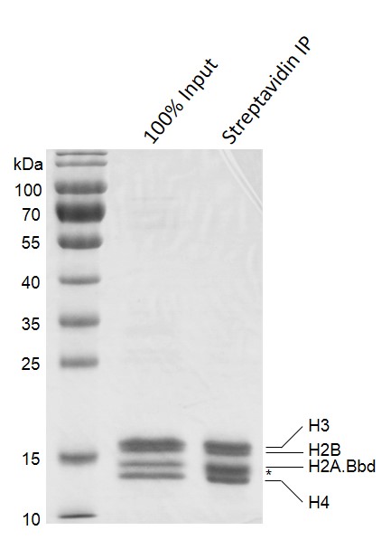 Streptavidin Pull-down of Biotinylated Recombinant Mononucleosomes (H2A.Bbd)