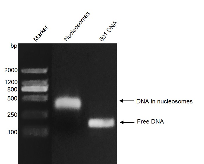 Recombinant Mononucleosomes (H2A.Bbd) - biotinylated, DNA gel.
