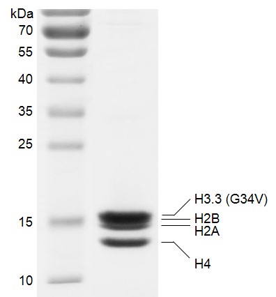 Recombinant Polynucleosomes H3.3 (G34V) protein gel.