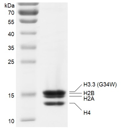 Recombinant Polynucleosomes H3.3 (G34W) protein gel.